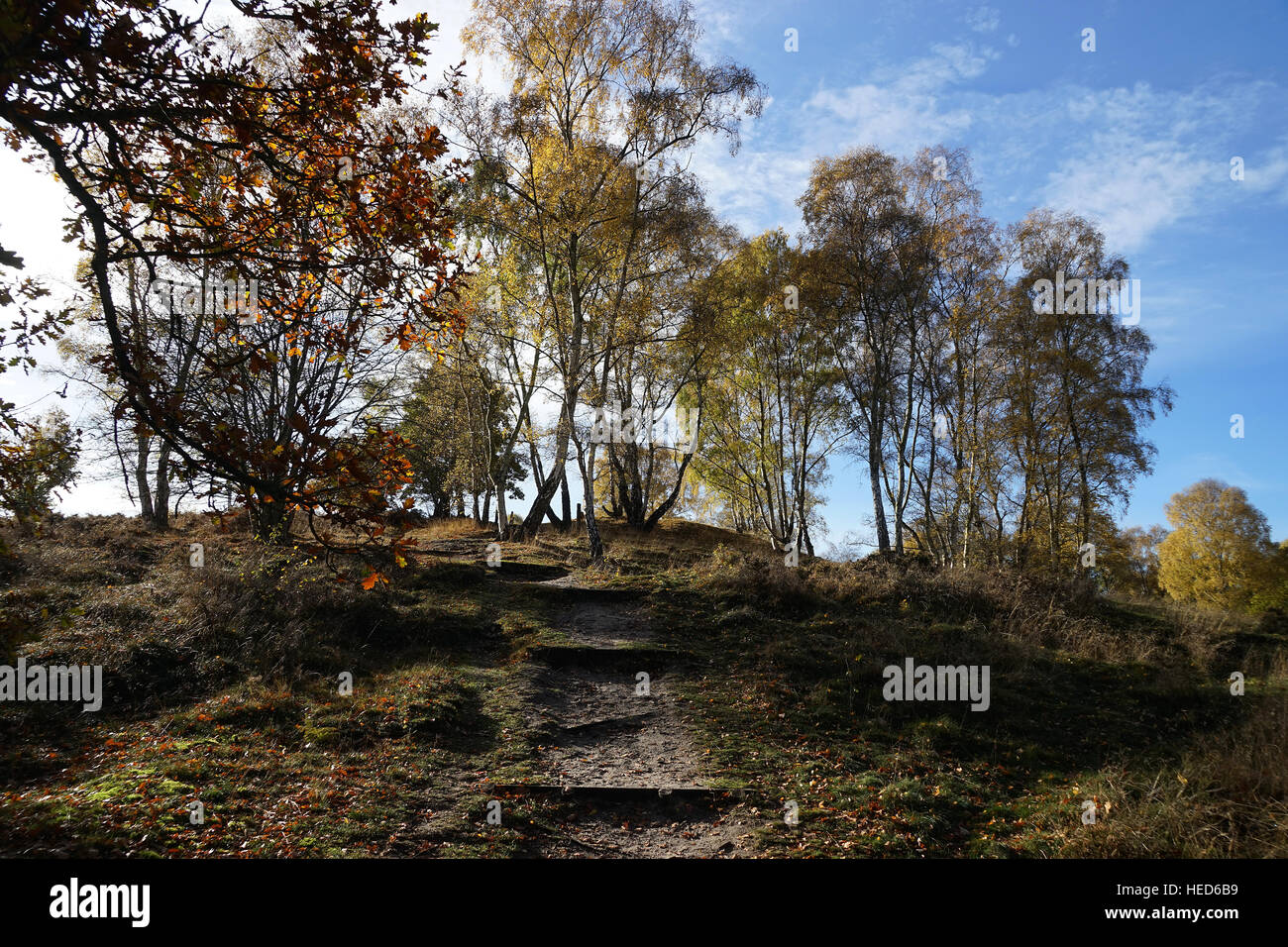 Cooper's Hill Nature Reserve at Ampthill Stock Photo Alamy