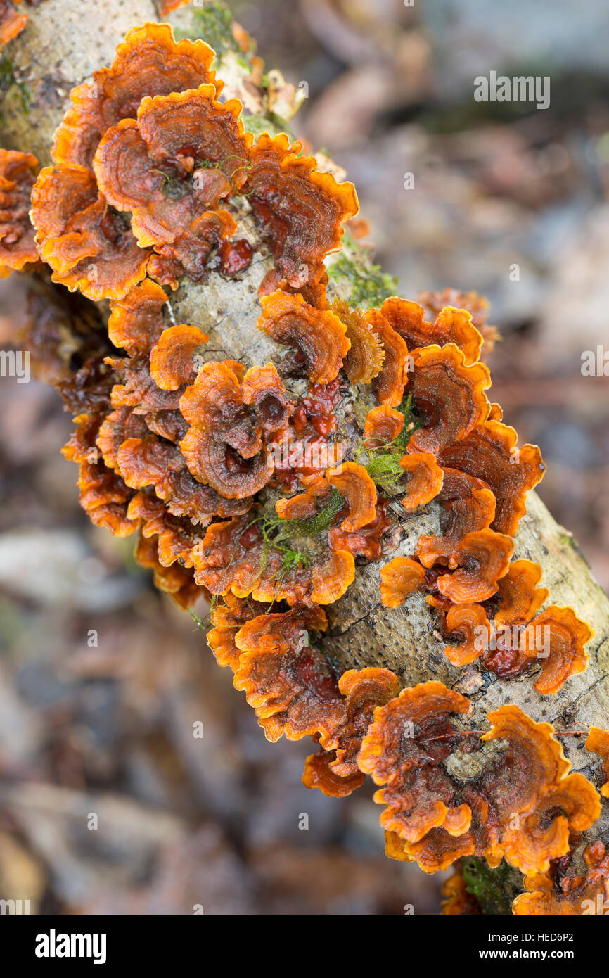 Unidentified bracket fungus, Garajonay National Park, La Gomera, Canary Islands, Spain Stock Photo