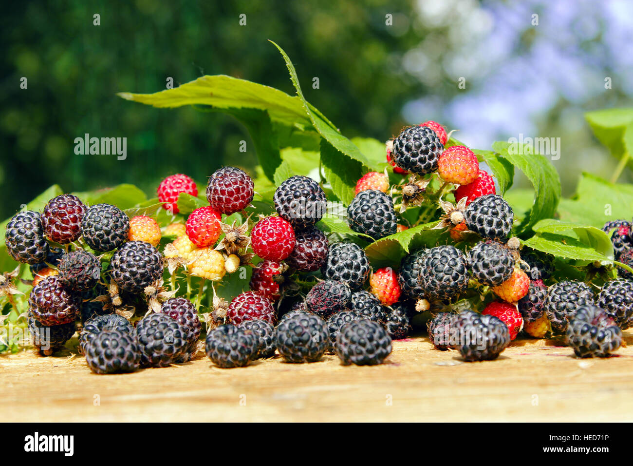 black raspberry with berries and leaves on the light wooden background ...