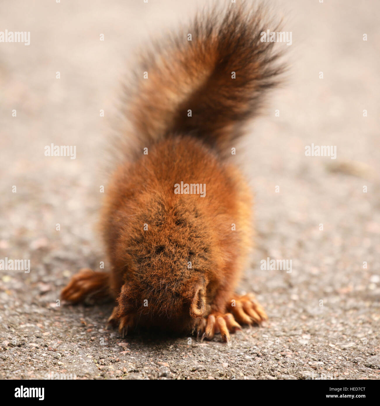 animal,animal baby,baby squirrel,disappointment,Entspannung,fluffy,fluffy tail,Frustration,fun,joke,mammalia,nap,offspring,recreation,red coat,red squirrel,relaxation,rodentia,sleep,sleeping,Spass,squirrel baby,summer,tail,taking a nap,wild,wild life Stock Photo