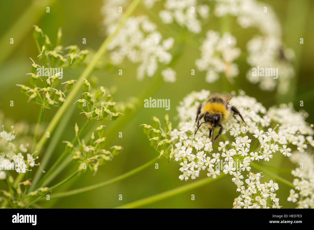 4-season summer,animal,bee,black,bug,bumble,bumble-bee,bumblebee,busy,buzz,close-up,face,flower,fly,garden,green,hairy,honey,isolated,macro,summer,white,wild,wildflower,wings,yellow Stock Photo