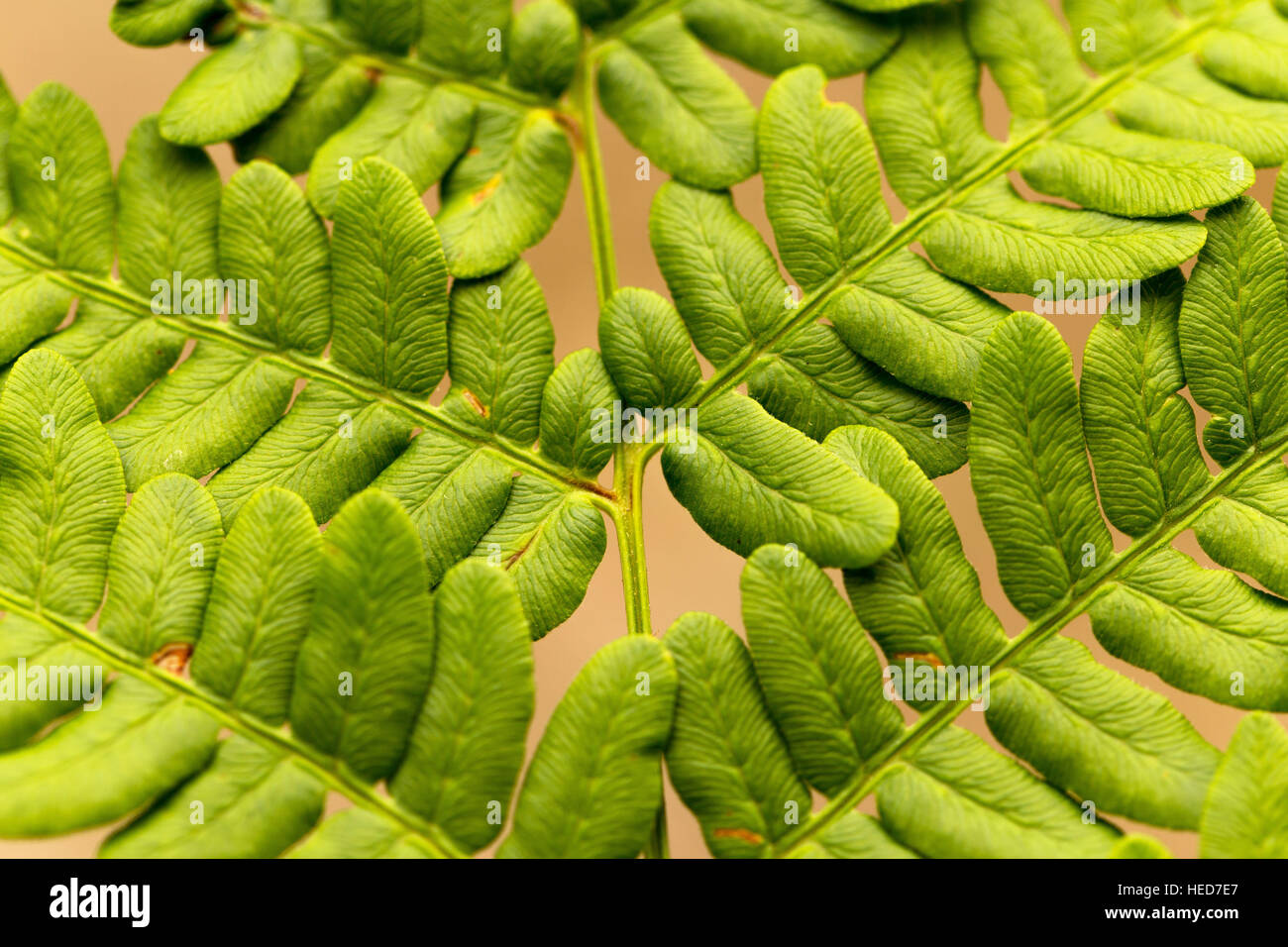 Details fern leaves hi-res stock photography and images - Alamy