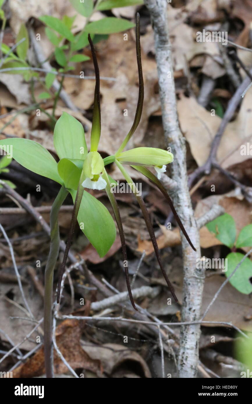 Large whorled pogonia [Isotria verticillata],double flowering.Pennsylvania,USA Stock Photo