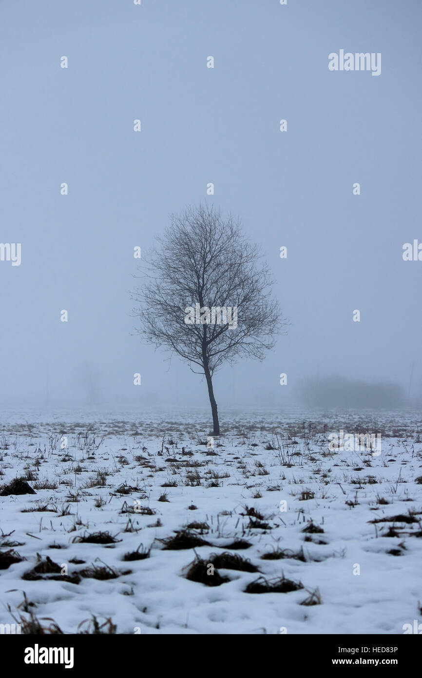 lonely tree in a vacant lot in the morning in dense fog Stock Photo - Alamy