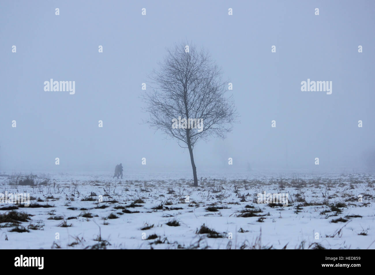 lonely tree in a vacant lot in the morning in dense fog Stock Photo - Alamy