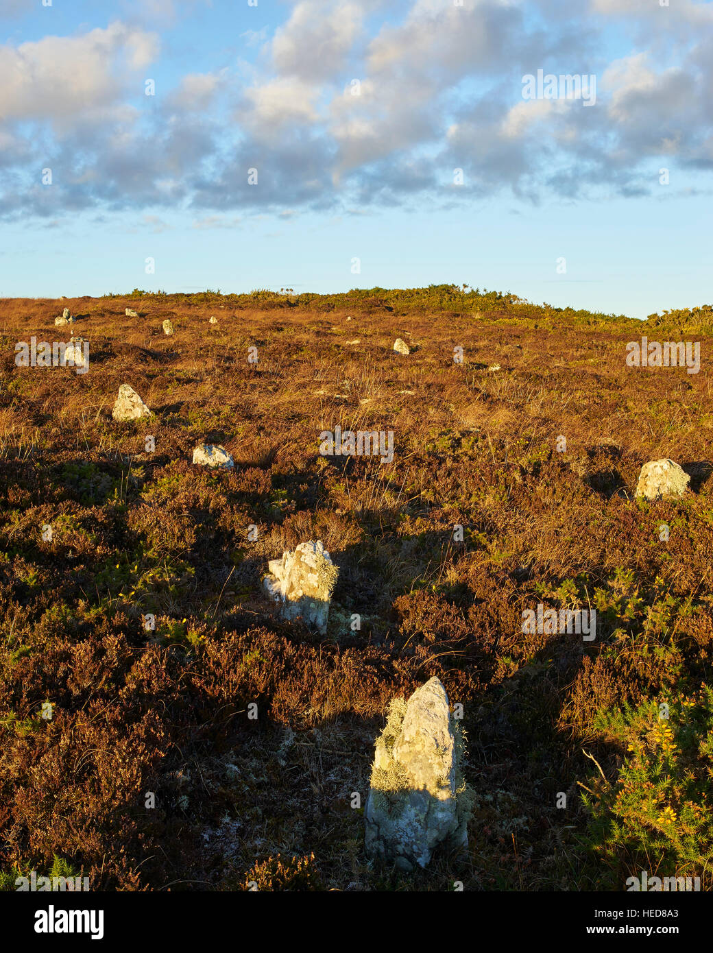 Hill o' Many Stanes, Mid Clyth, near Wick, Caithness, Scotland.  Believed to be Bronze Age. Stock Photo