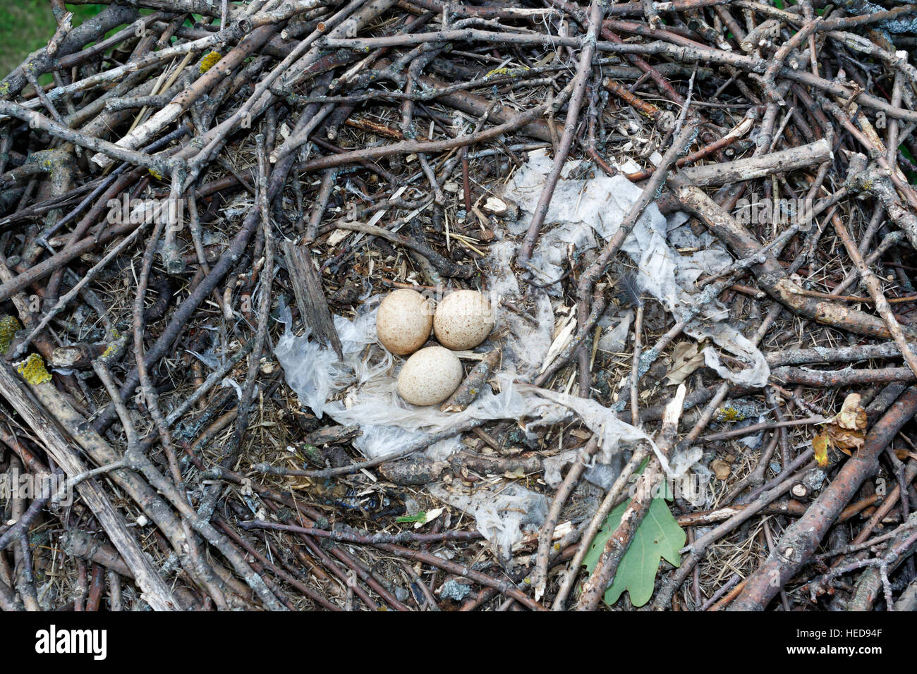 Falco subbuteo. The nest of the Northern Hobby in nature. Russia, the Ryazan region Stock Photo