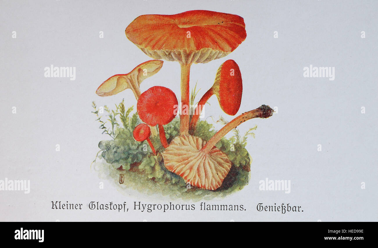 Kleiner Glaskopf, Hygrophorus flammans, digitale Reproduktion einer Illustration von Emil Doerstling (1859-1940) Stock Photo