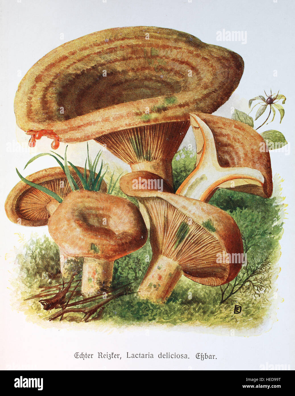 Edel-Reizker oder Echte Reizker, Lactarius deliciosus oder Lactaria ...