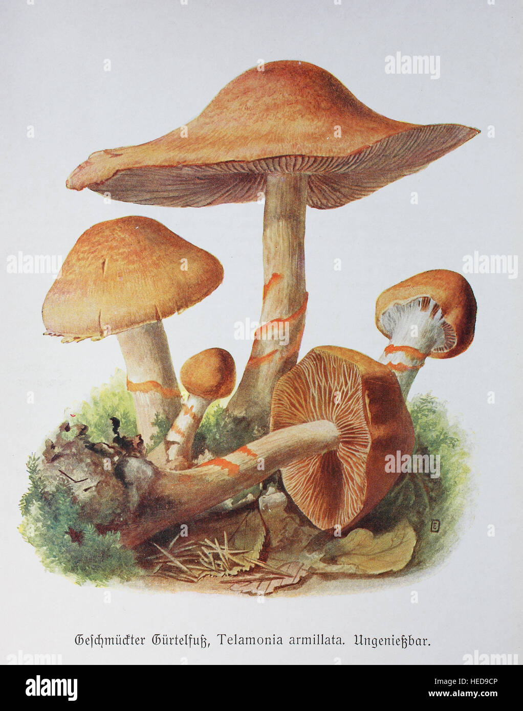 Geschmueckter Guertelfuss, Telamonia armillata, Cortinarius armillatus, digitale Reproduktion einer Illustration von Emil Doerstling (1859-1940) Stock Photo