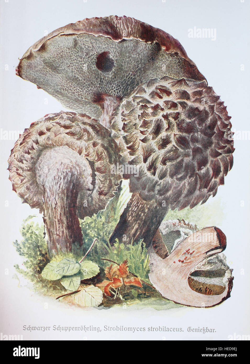 Schwarzer Schuppenroehrling, Strobilomyces strobilaceus, digitale Reproduktion einer Illustration von Emil Doerstling (1859-1940) Stock Photo