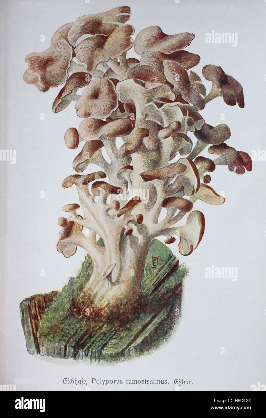 Eichhase, Polyporus ramosissimus oder Polyporus umbellatus Pers., digitale Reproduktion einer Illustration von Emil Doerstling (1859-1940) Stock Photo