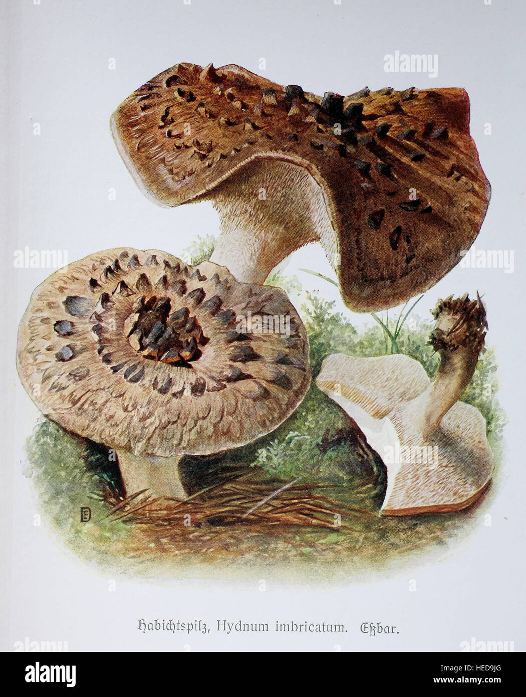 Habichtspilz, Hydnum imbricatum, digitale Reproduktion einer Illustration von Emil Doerstling (1859-1940) Stock Photo