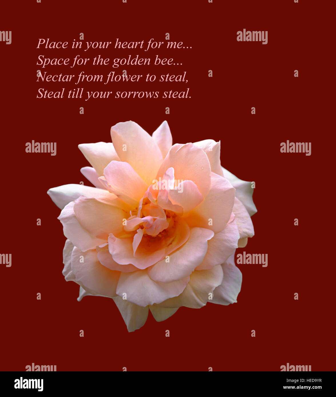 A beautiful pink rose cut-out on red background.  An original inspirational image and romantic verse by the poet Russ Merne. Stock Photo