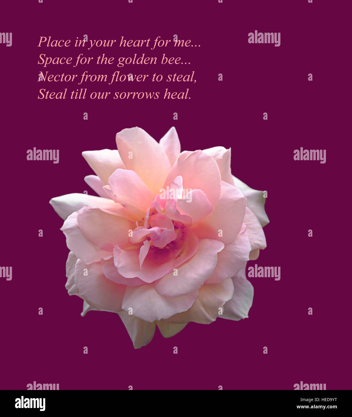 Beautiful pink rose cut-out on a purple background.  An original inspirational image and romantic verse by the poet Russ Merne. Stock Photo