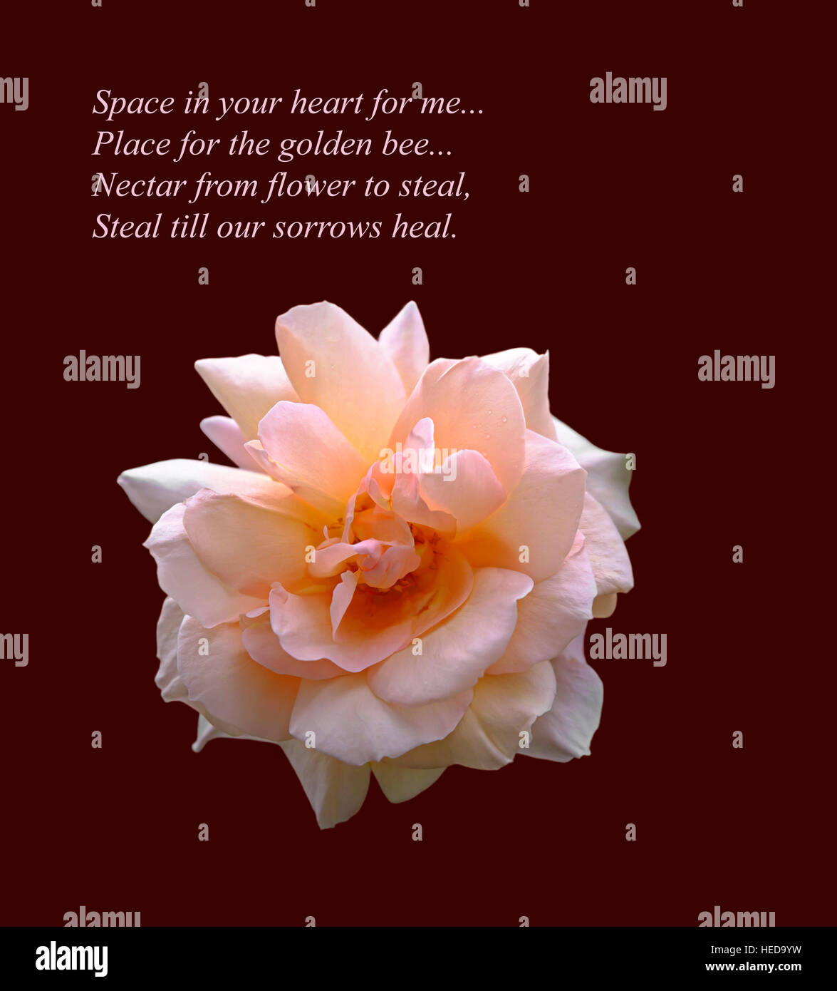 A beautiful pink rose cut-out on dark background with an original romantic verse by the poet Russ Merne Stock Photo