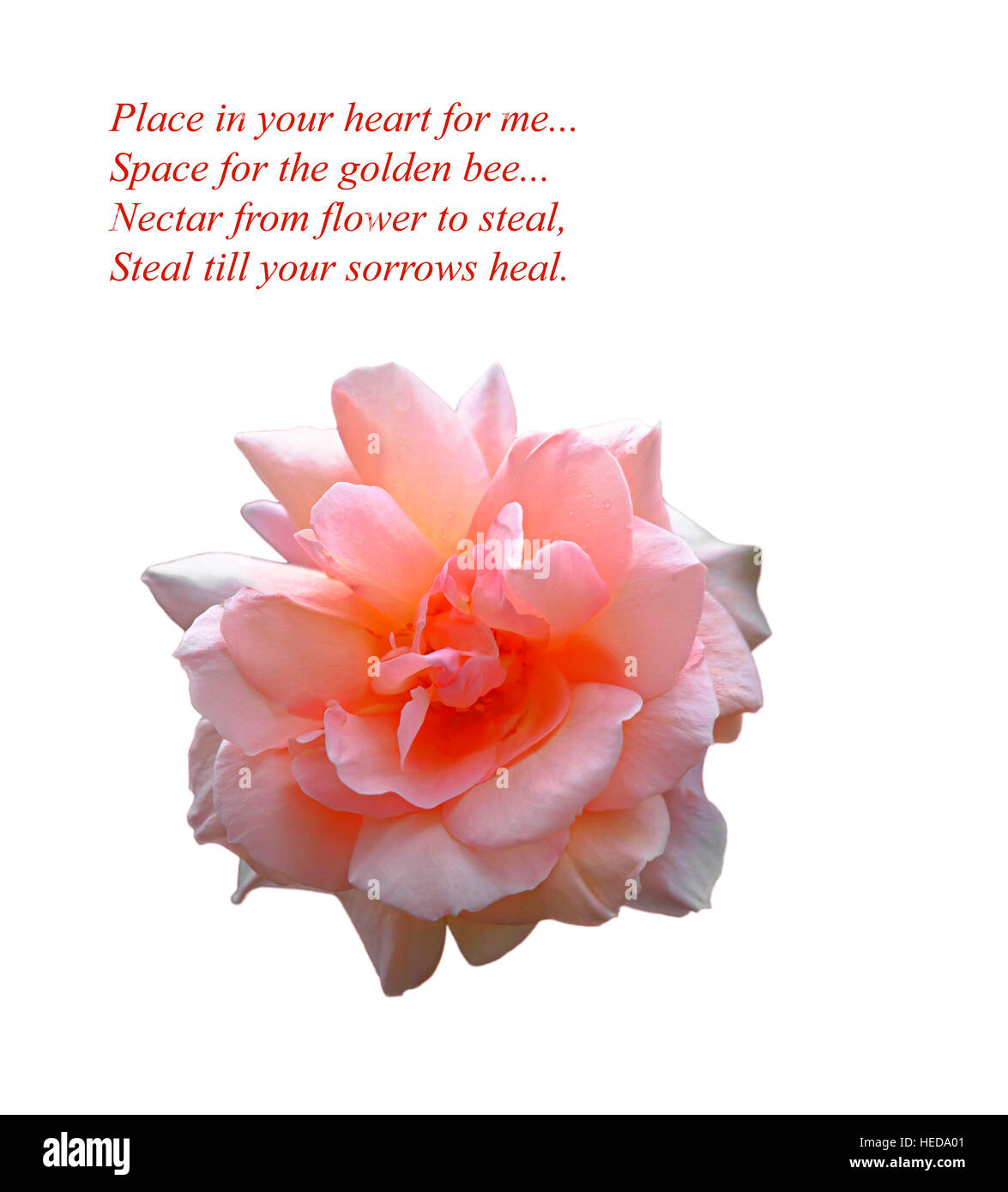 A beautiful pink rose cut-out on white with an original inspirational romantic verse by poet Russ Merne, Stock Photo