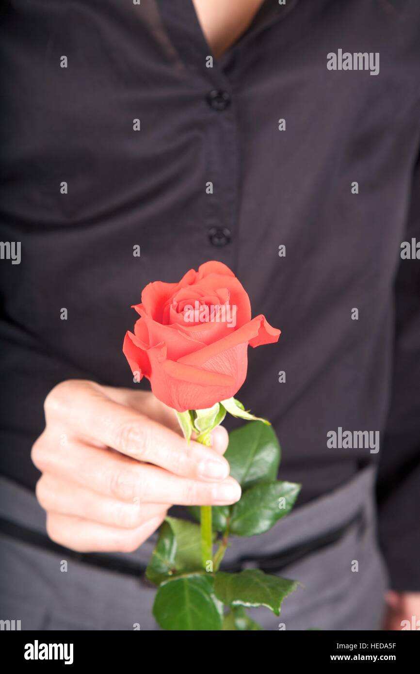 Offeing Roses detail of woman with a red rose flower in her hands offering Stock ...