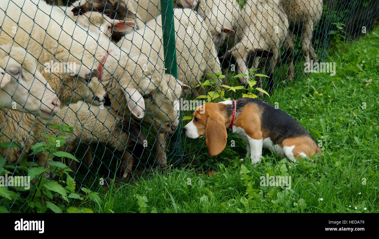 Beagle and the sheep Stock Photo