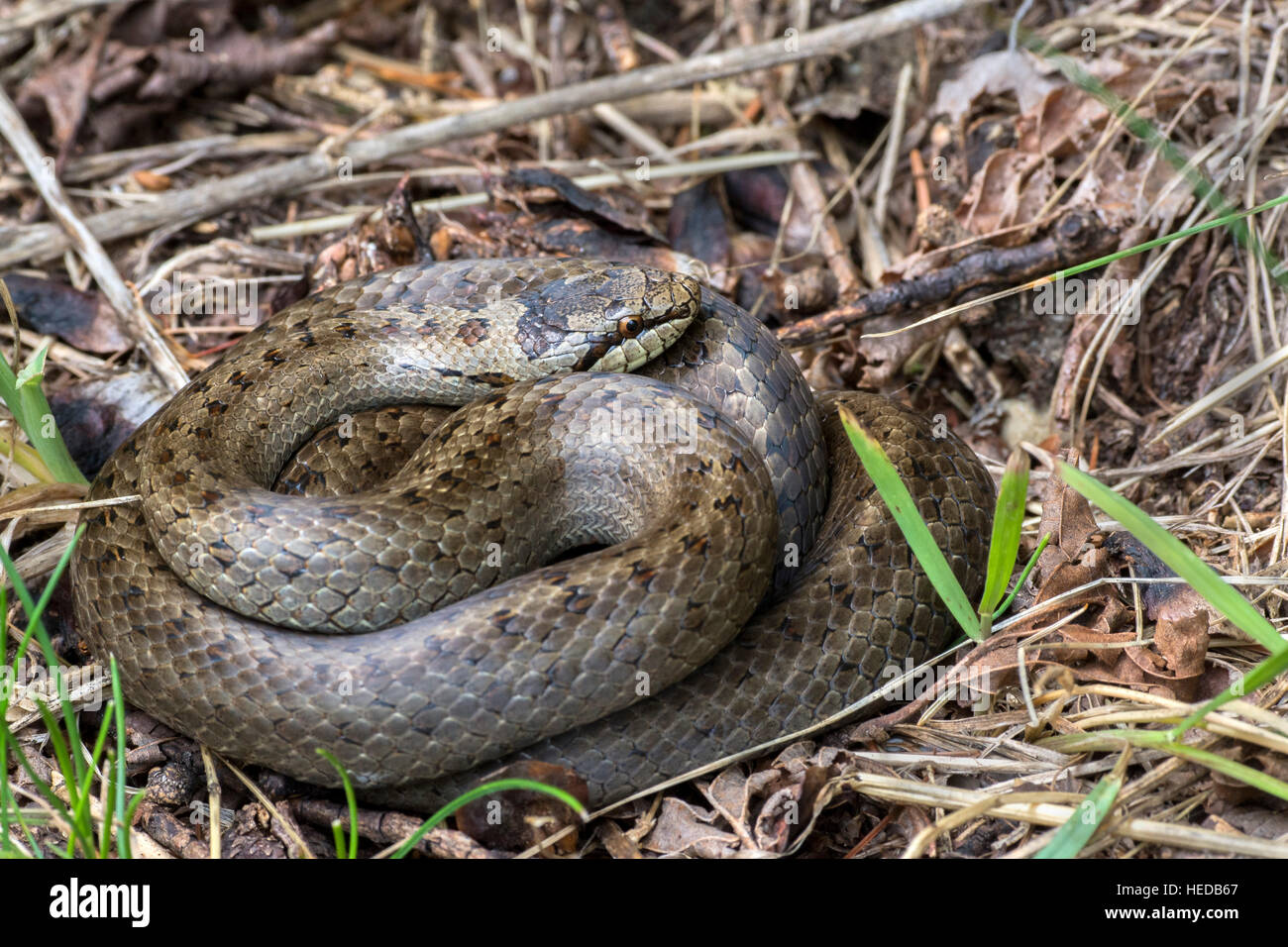 Smooth snake (Coronella austriaca) curled up in dry grass, Tyrol, Austria Stock Photo