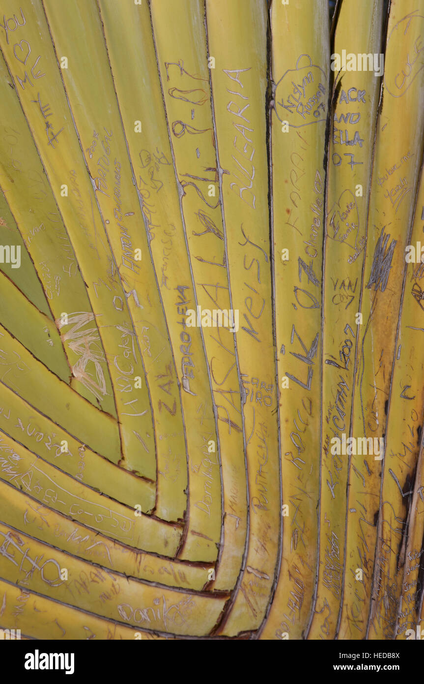 Names etched into a palm tree Stock Photo
