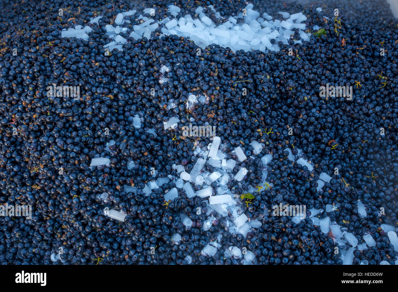dry ice, cooling down grapes, fermentation area, Repris Wines, Sonoma, Sonoma County, California, United States, North America Stock Photo