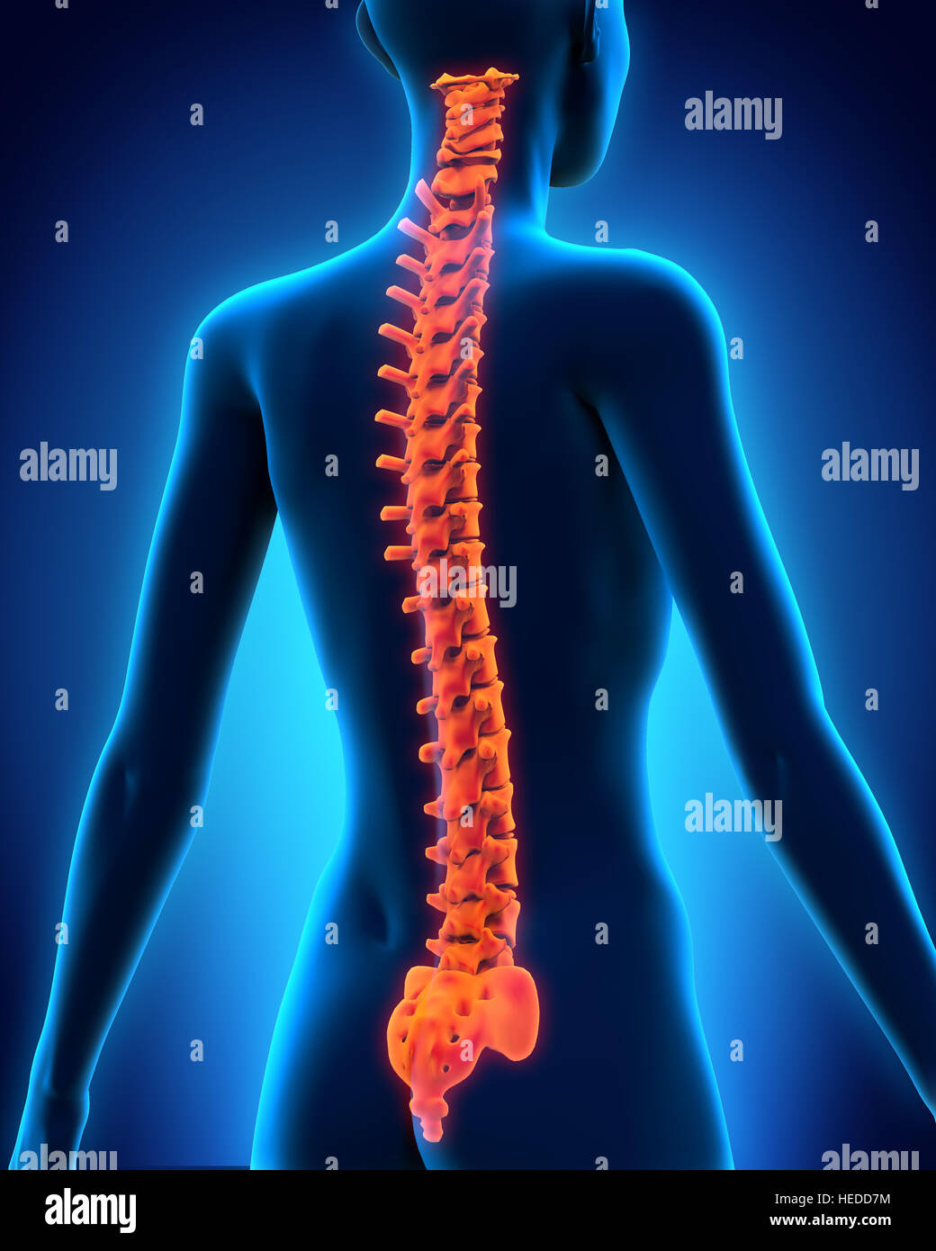 Human Spine Anatomy Stock Photo Biology Diagrams