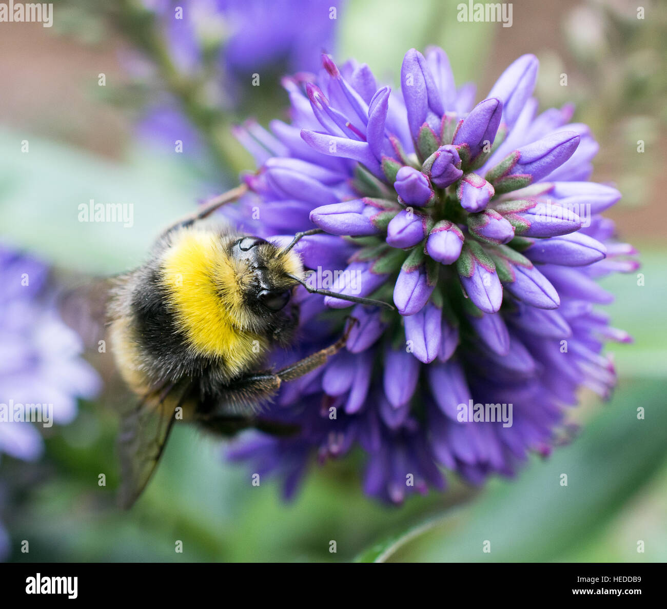 Close up of a bee collecting nectar from a purple flowerhead Stock Photo