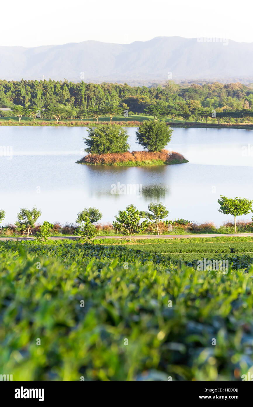 Scene of Trees on the lake in tea plantation Stock Photo