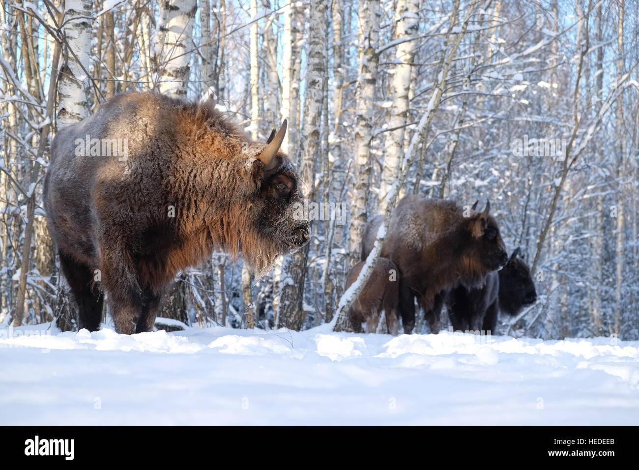 European bisons (Wisent, Bison bonasus) in winter forest. National park Ugra, Kaluga region, Russia. December, 2016 Stock Photo