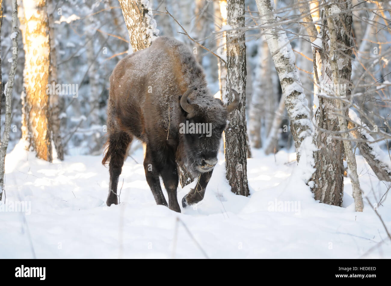 European bison (Wisent, Bison bonasus) in winter forest. National park Ugra, Kaluga region, Russia. December, 2016 Stock Photo