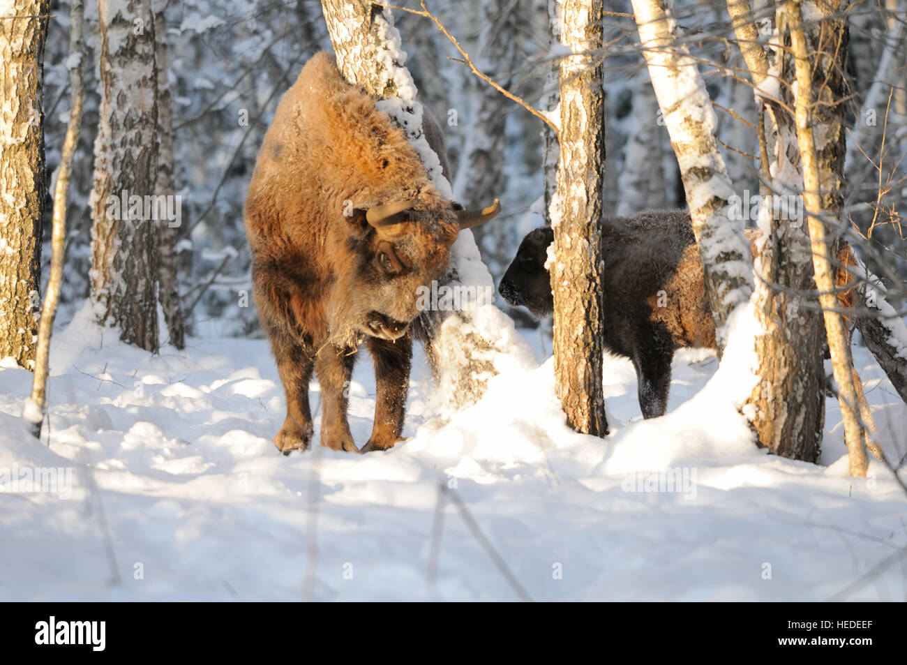 Adult and baby European bisons (Wisent, Bison bonasus) in winter forest. National park Ugra, Kaluga region, Russia. December, 2016 Stock Photo