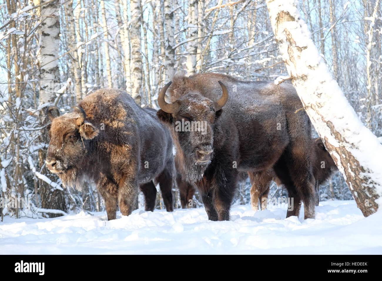 European bison family (Wisent, Bison bonasus) in winter forest. National park Ugra, Kaluga region, Russia. December, 2016 Stock Photo
