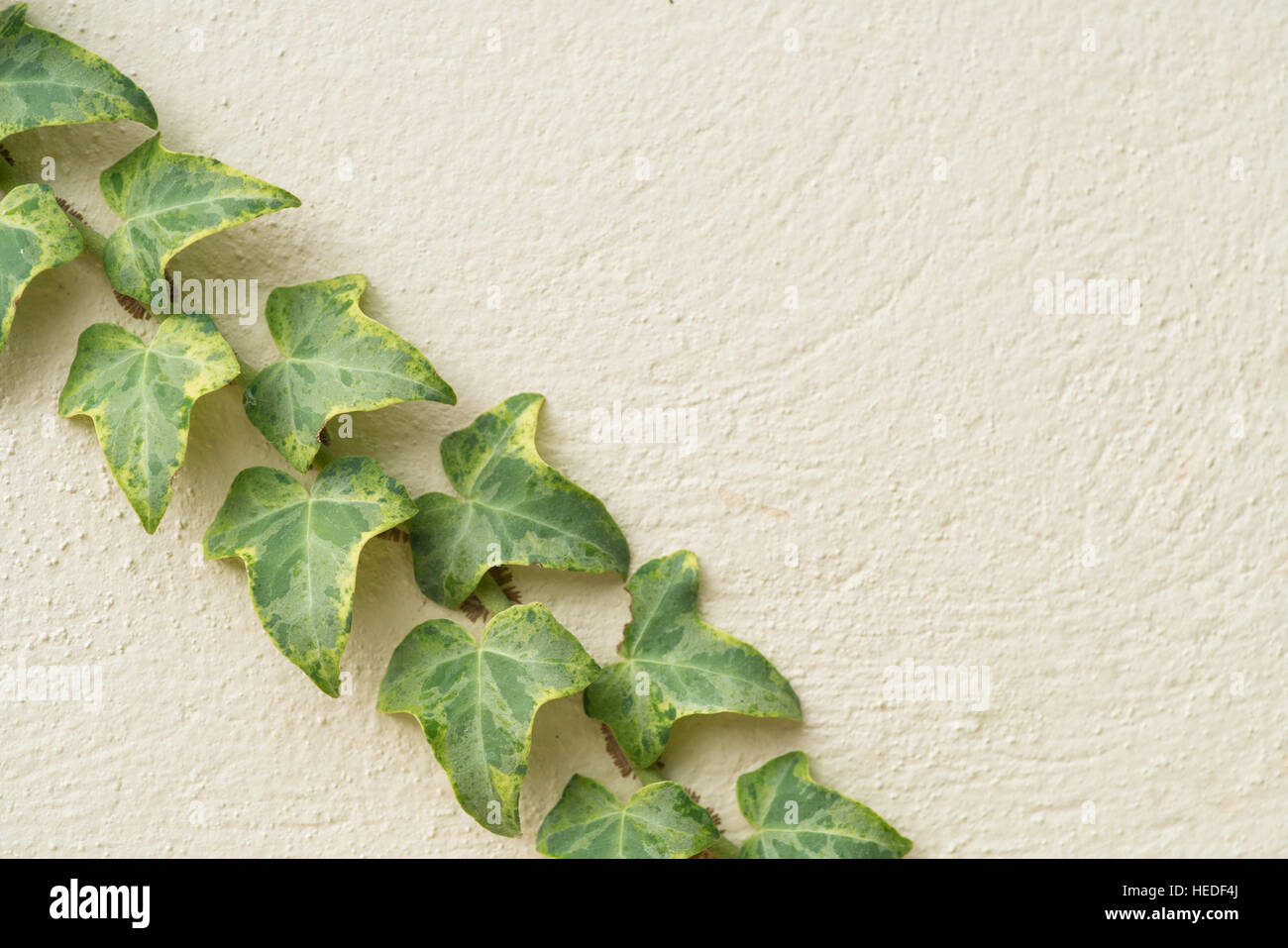 Variegated ivy, Hedera canariensis, climbing on rendered wall of house Stock Photo