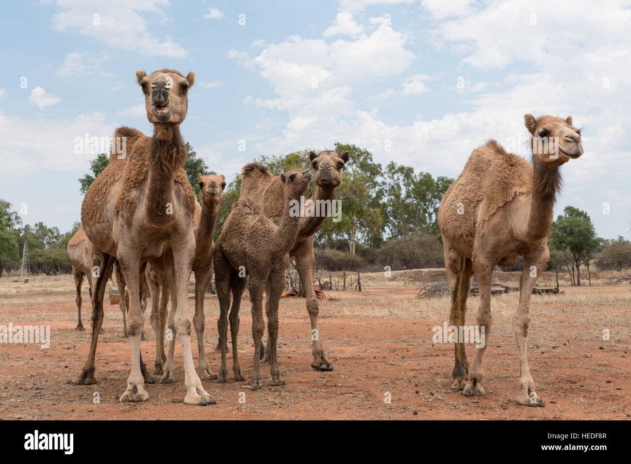 Herd of camels on an Australian camel farm, Queensland Stock Photo