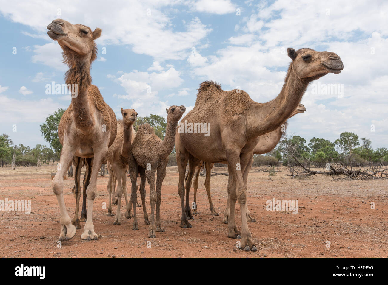 Camels on a camel farm in Queensland, Australia Stock Photo Alamy