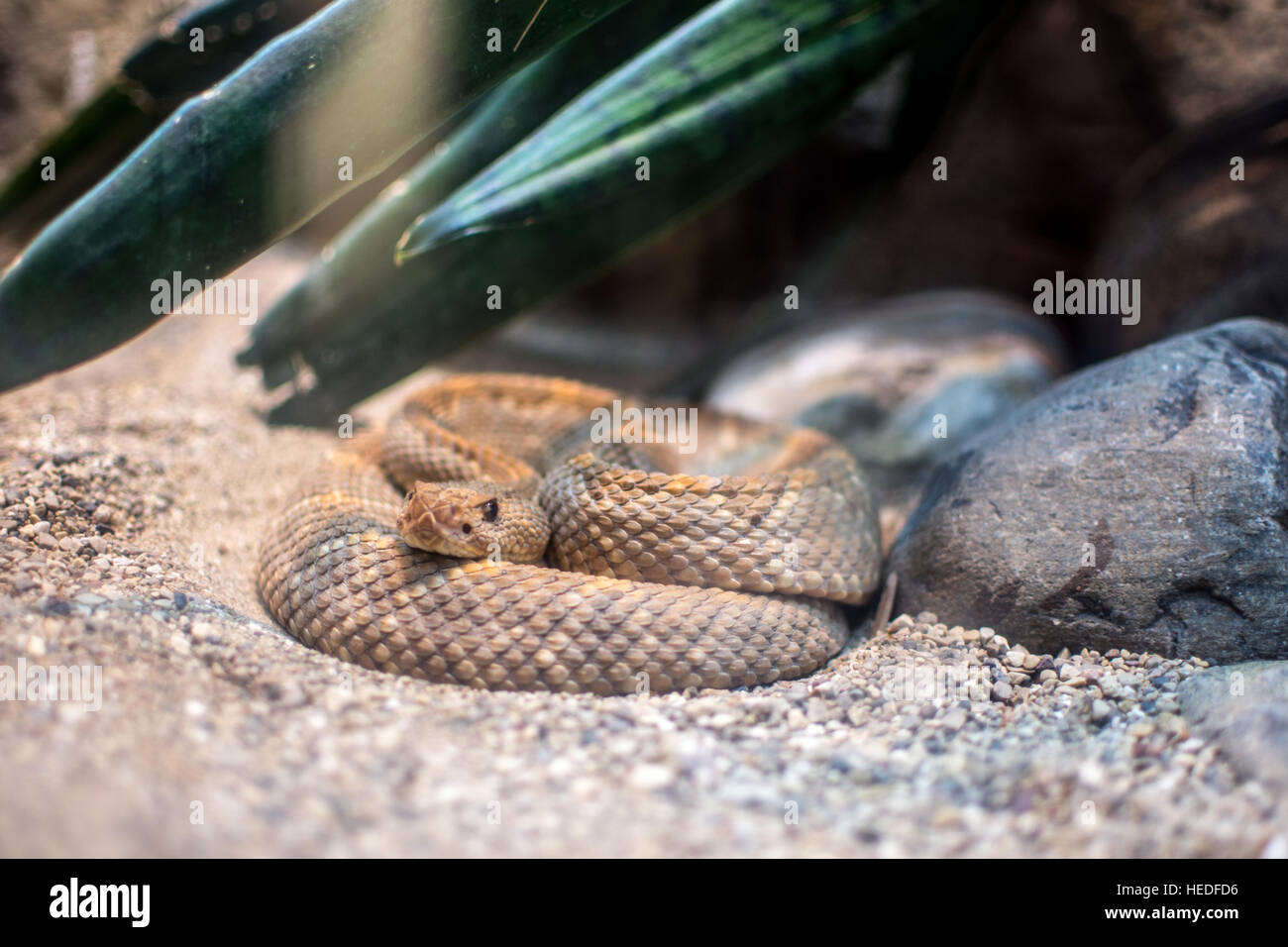 Rattlesnake at the zoo Stock Photo Alamy
