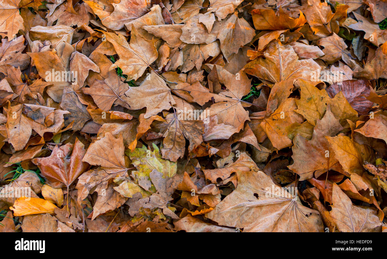 Autumn leaves fallen on ground background Stock Photo