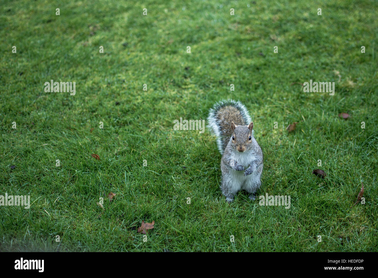 Squirrel standing on grass in a park in London Stock Photo