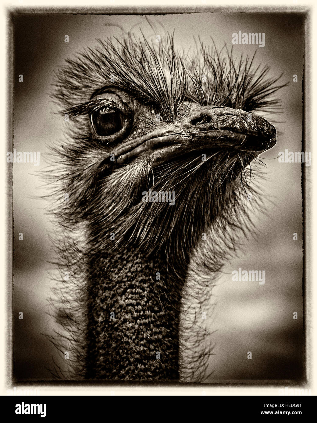 The portrait of an ostrich Stock Photo