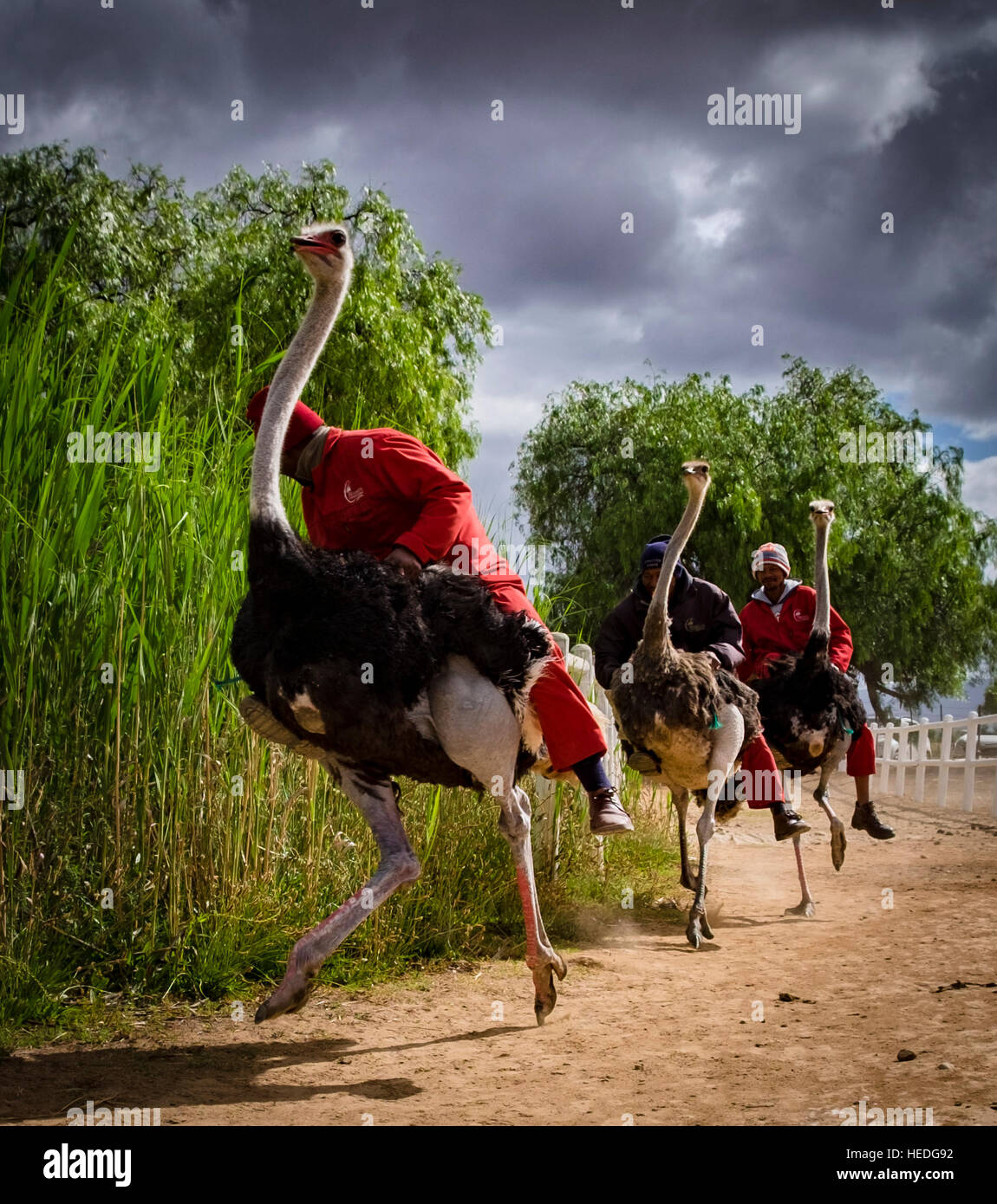 ostriches racing