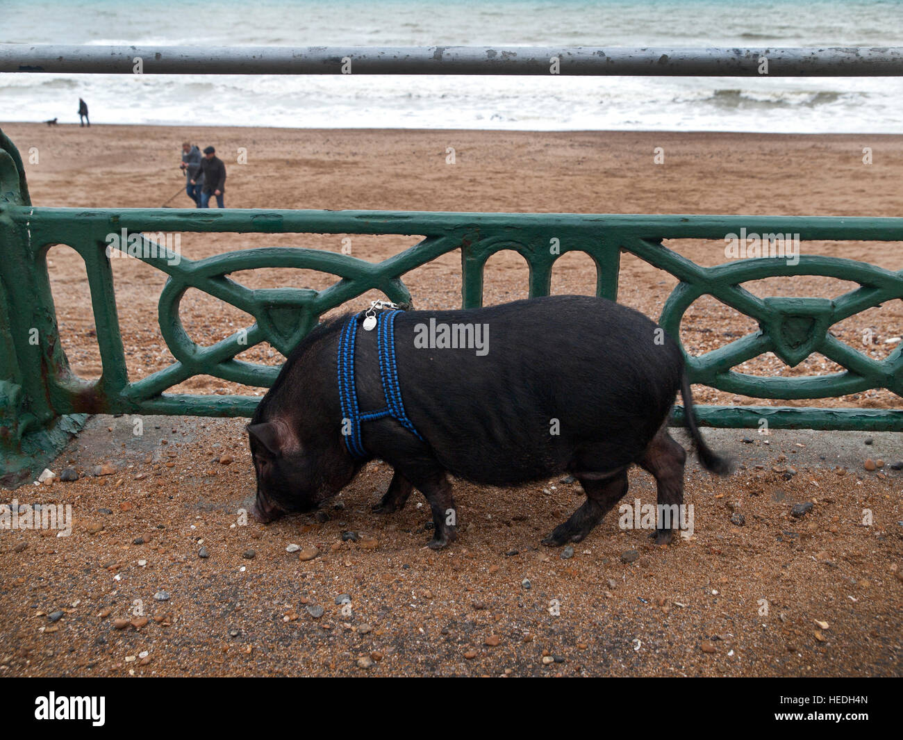 A pig, kept as a pet, is taken for a walk along the Hove seafront Stock