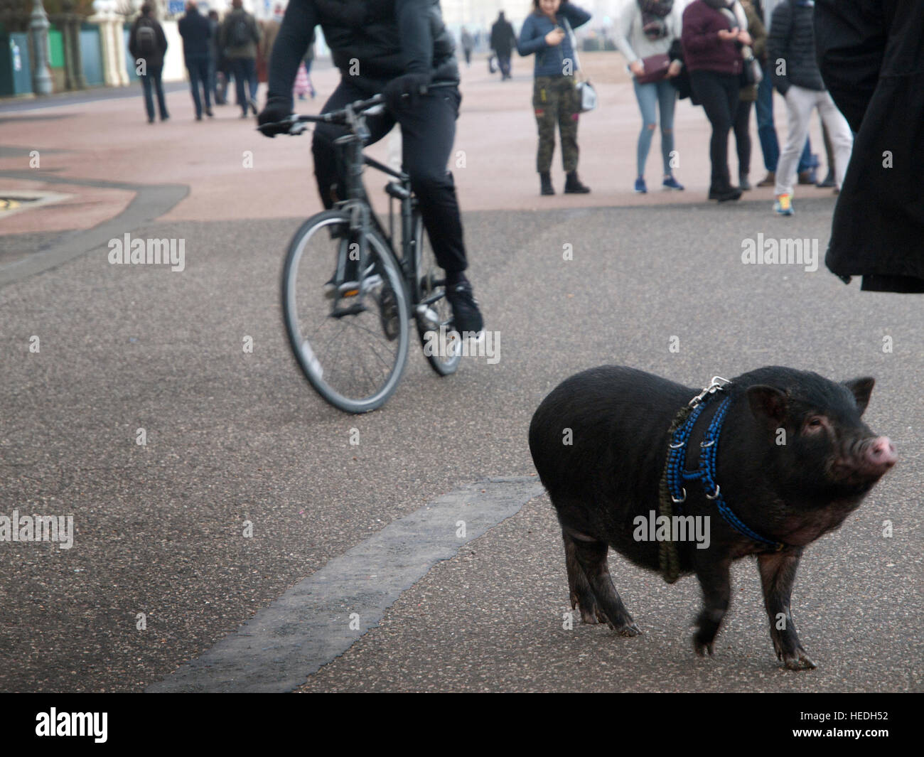 A pig, kept as a pet, is taken for a walk along the Hove seafront Stock