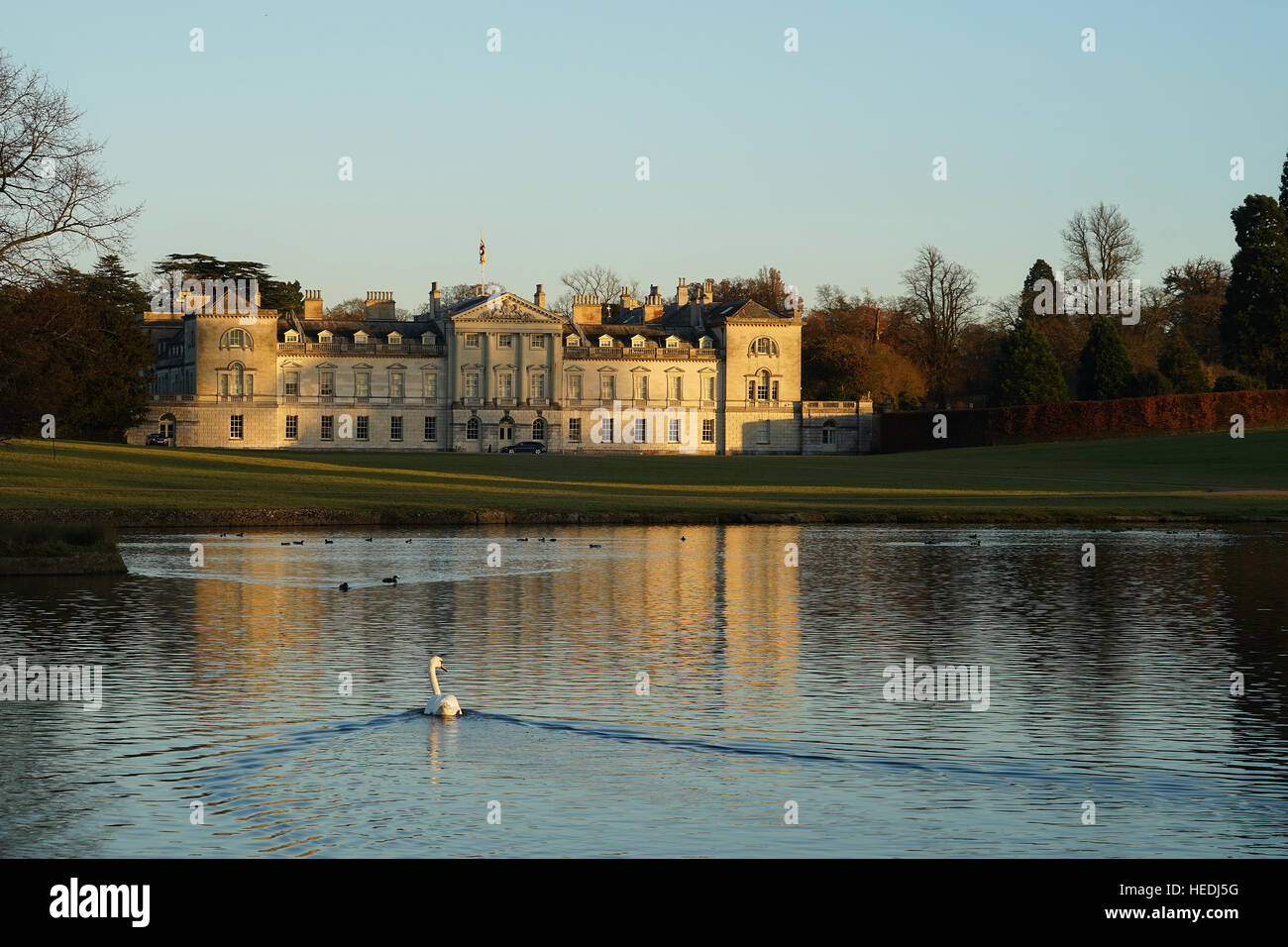 A swan on the lake at Woburn Abbey Stock Photo