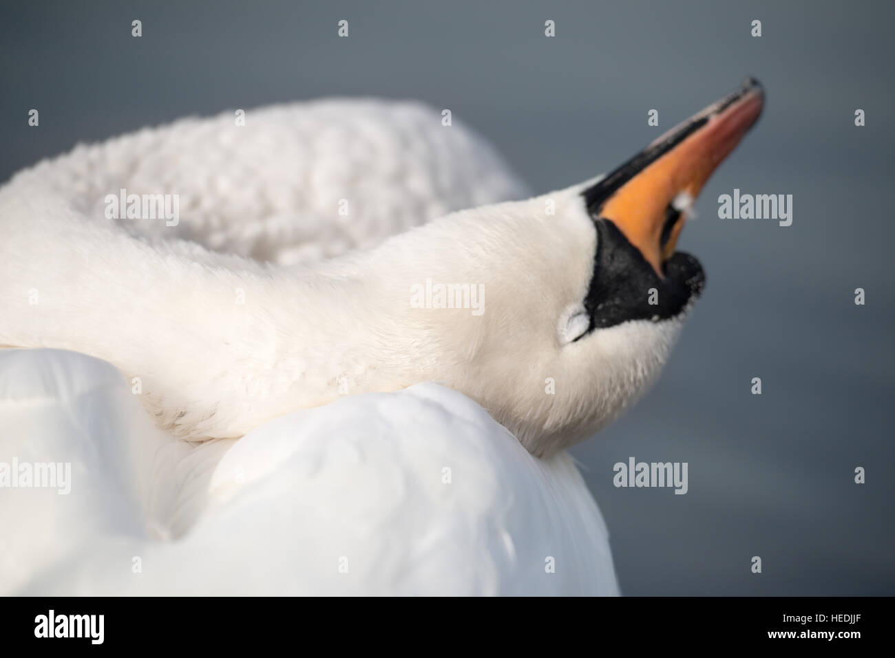 Swan at the morning cleaning, the Hyde park, London Stock Photo Alamy