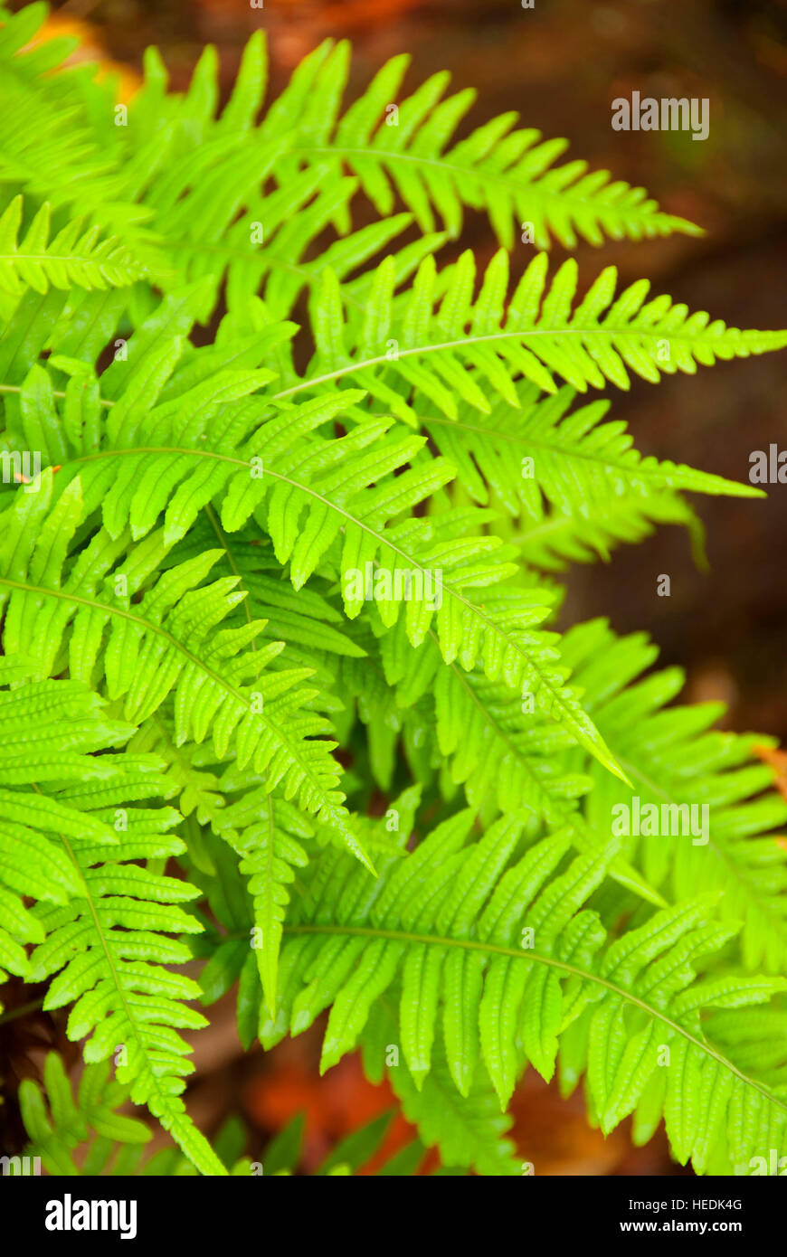 Licorice ferns (Polypodium glycyrrhiza), North Santiam State Park