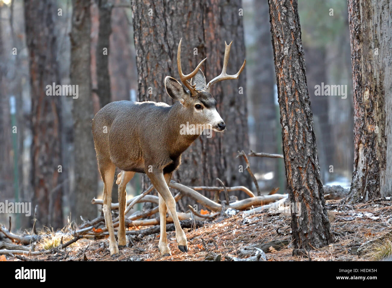 Mule deer buck, Flagstaff, Arizona Stock Photo Alamy