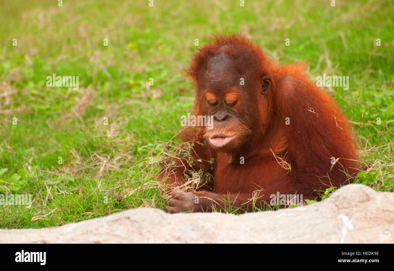 Orangutan, Gladys Porter Zoo, Brownsville, Texas Stock Photo Alamy