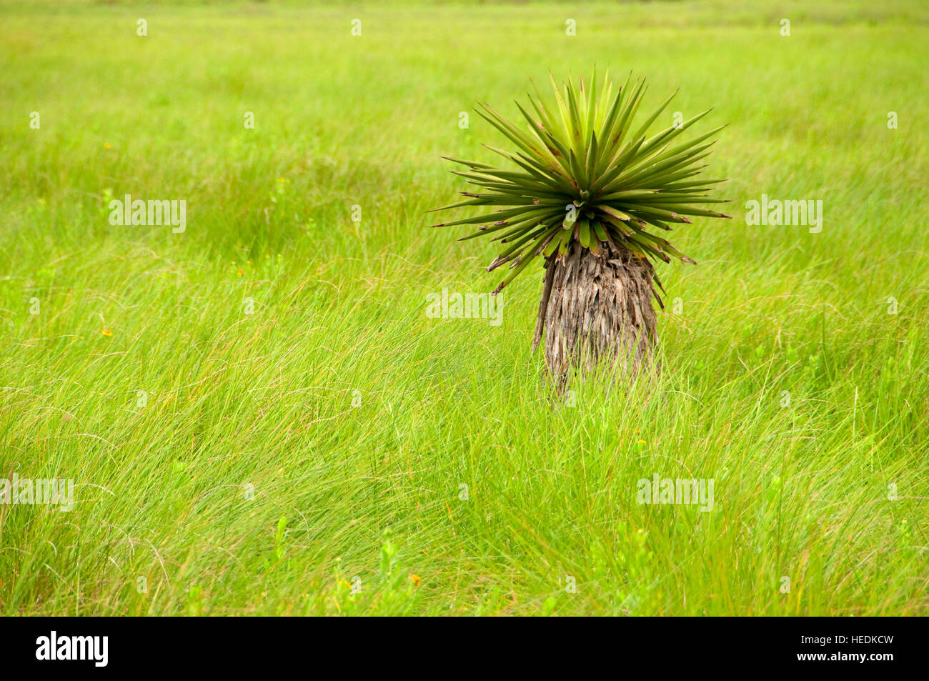 Yucca along bayside drive hires stock photography and images Alamy