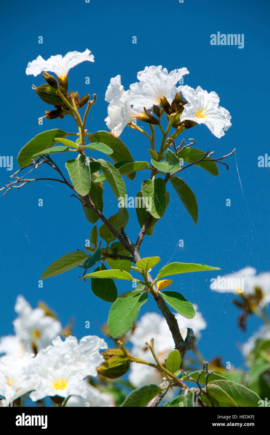 White flowers, Edinburg Scenic Wetlands, Edinburg, Texas Stock Photo